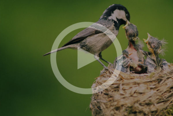 Bird feeding chicks