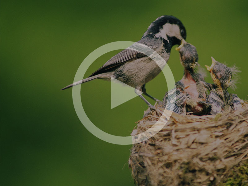 Bird feeding chicks